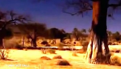 Thế giới Động vật Hoang dã-Sư tử và sự tích chúa tể Rừng xanh.