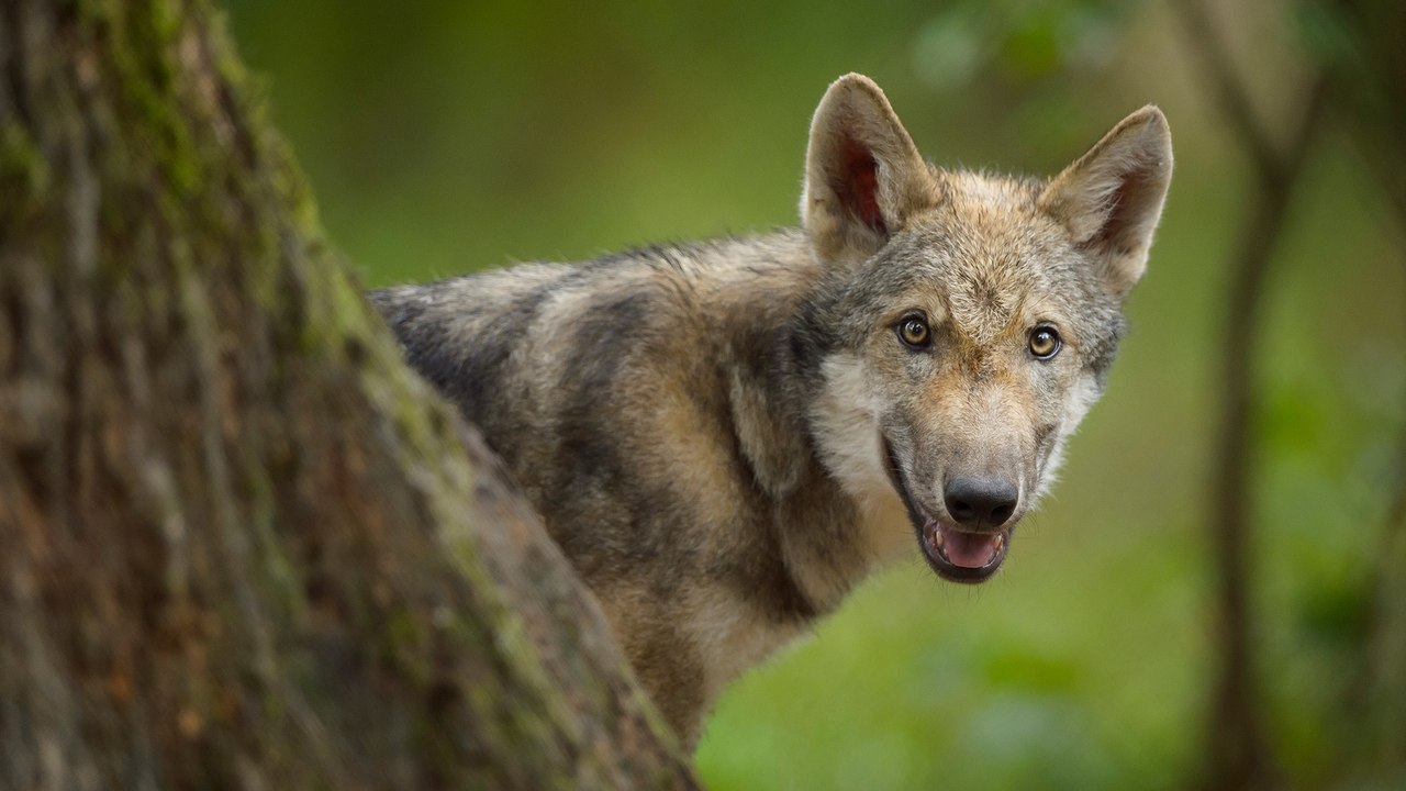 This Adopted Puppy Turned Out to Be a Wolf Dog
