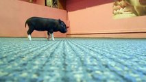 Micro Pigs at Play