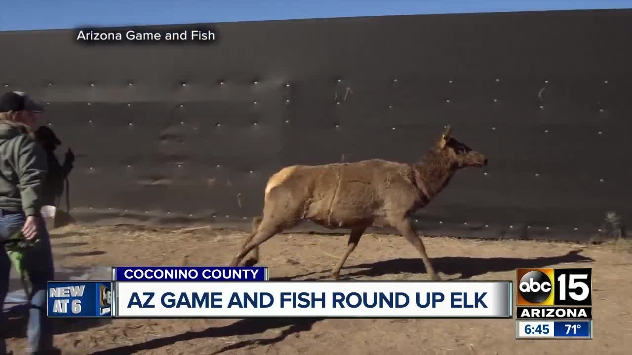 AZ Game and Fish moving some elk to West Virginia video Dailymotion
