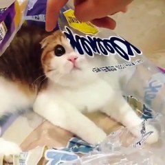 Phòng khám đa khoa Đại Đông -  Cute cats #27