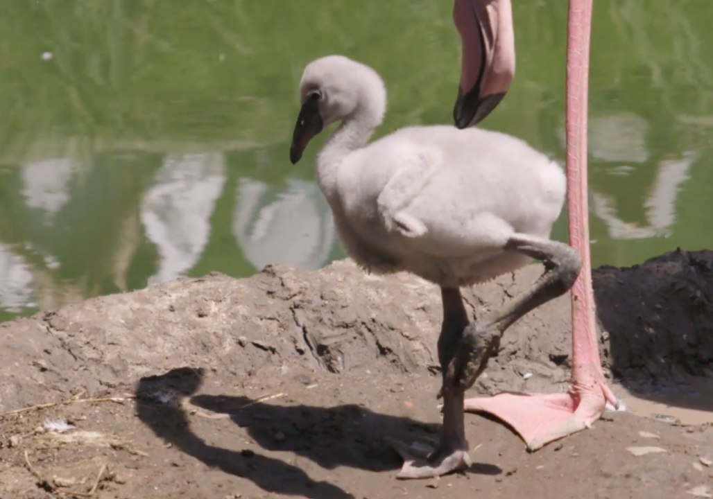 Auckland Zoo Welcomes First Flamingo Chick to be Flock-Raised