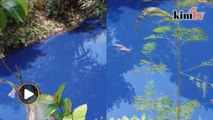 Tular sungai biru, jabatan alam sekitar lakukan siasatan