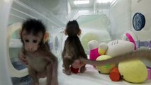 First monkeys cloned by process that made Dolly the sheep