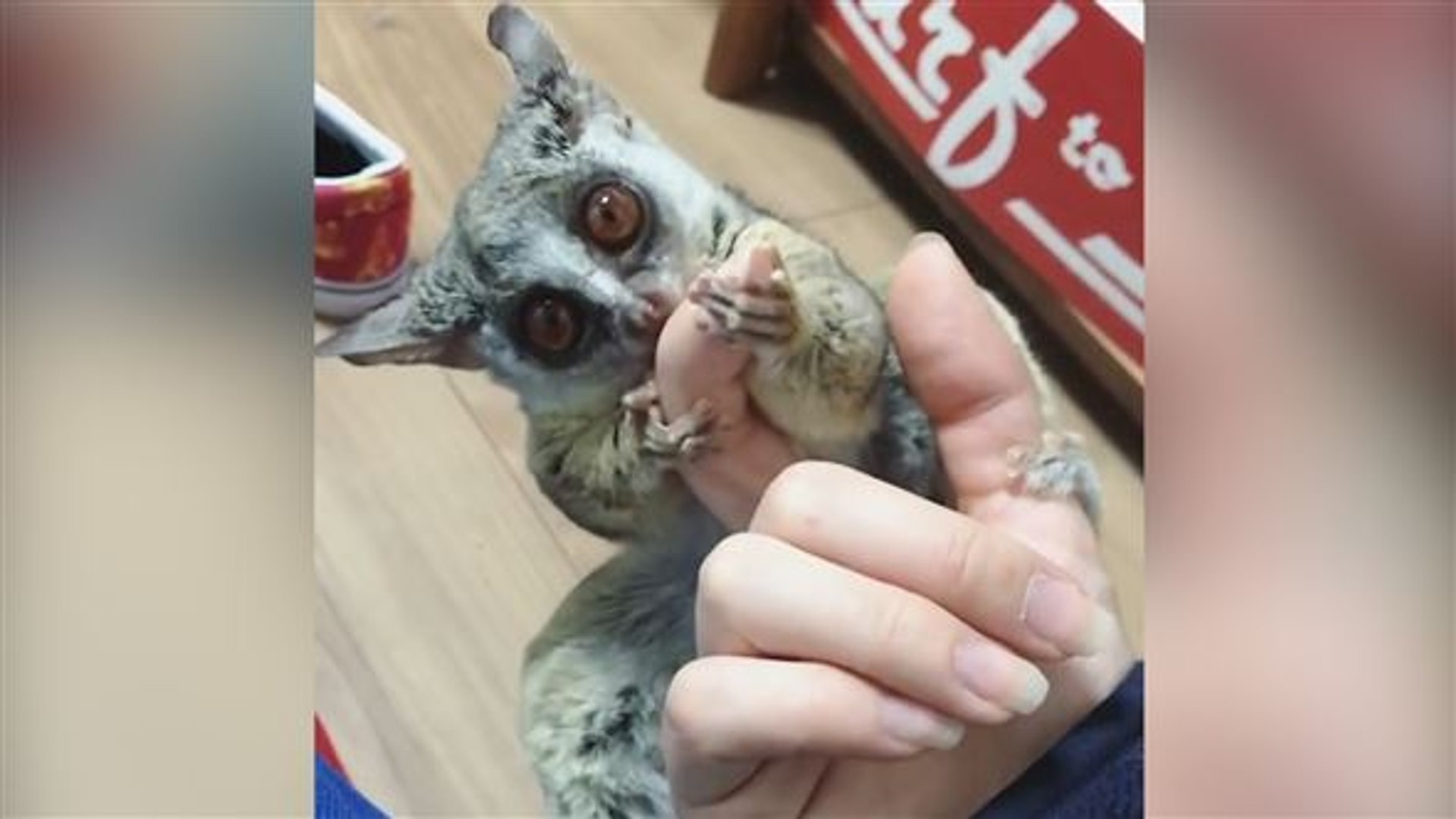 Niedlich Buschbaby Knabbert Sich In Instagrams Herzen Video Dailymotion