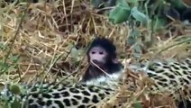 leopard protects baby baboon