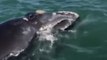 Rare Whale Spotted Off Coast of Naples, Florida