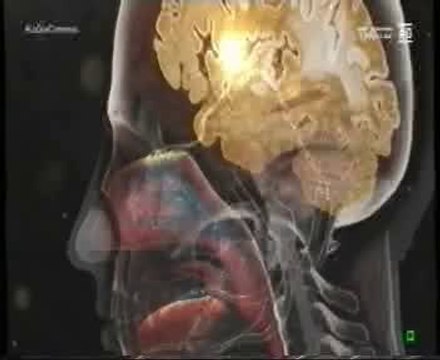 Cerebro: Gusto y olfato (Queso Epoisses)