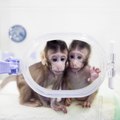 Deux singes clonés pour la première fois comme la brebis Dolly