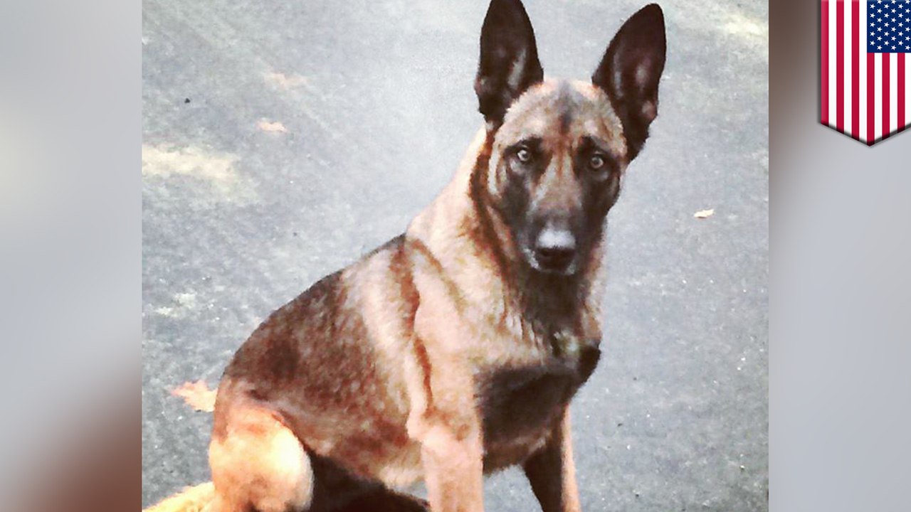 New Hampshire man bites police dog, dog bites back