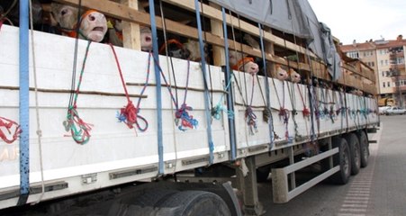 Kars'ta Tarihi Vurgun! Ölü Kimliği İle 500 TIR Büyükbaş Hayvan Çaldı