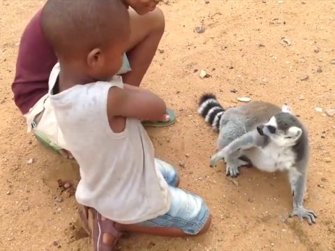 Ce lémuriens lémurien adorable redemande des caresses à ces enfants... Trop mignon