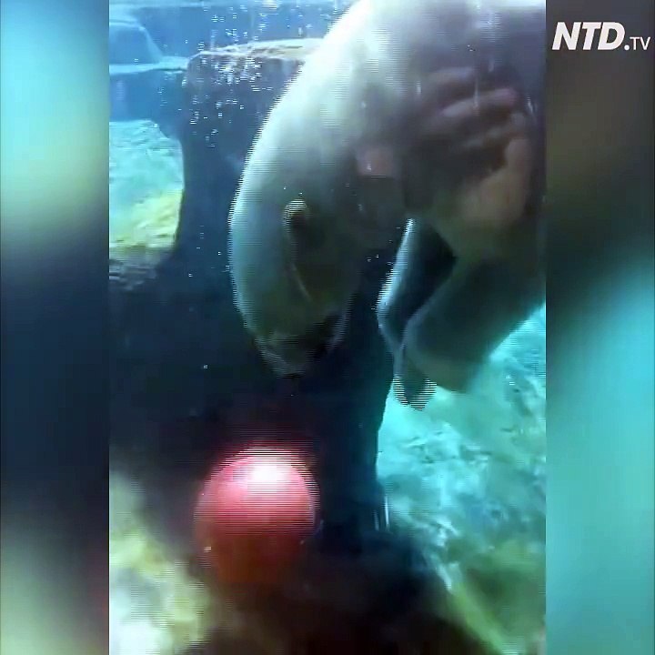 Cet ours polaire pourrait faire parti d'une équipe de NBA... Adorable