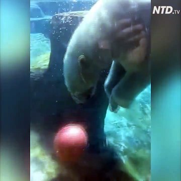 Cet ours polaire pourrait faire parti d'une équipe de NBA... Adorable