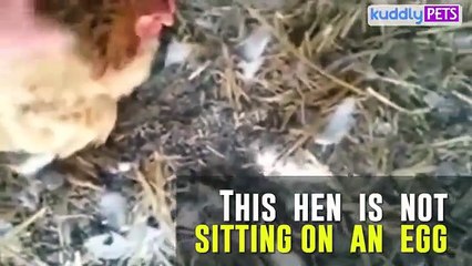 Mislio je da leži na jajetu: Kada je podigao, usledio je ŠOK!