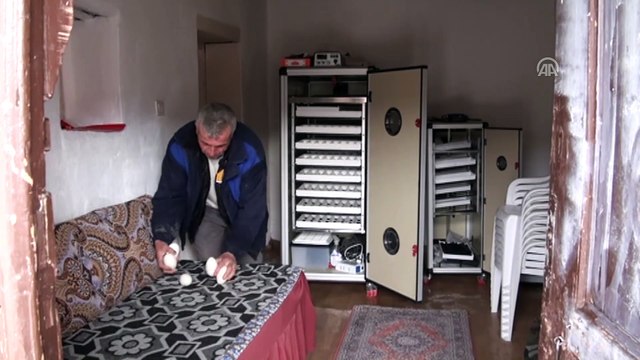 Hobi olarak başladığı kaz yetiştiriciliği gelir kapısı oldu - ANKARA