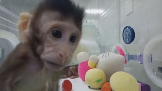 ONG animalista PETA ve clonación de monos como un espectáculo de terror