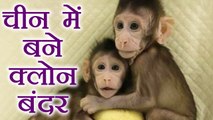 China में बने Clone Monkeys , Scientists की बड़ी कामयाबी | वनइंडिया हिंदी