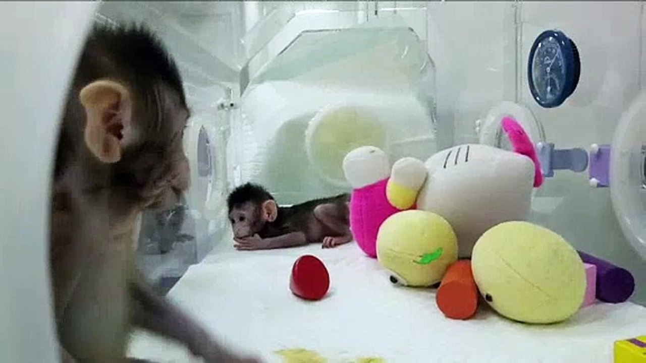 Çin'de iki makak maymunu klonlandı