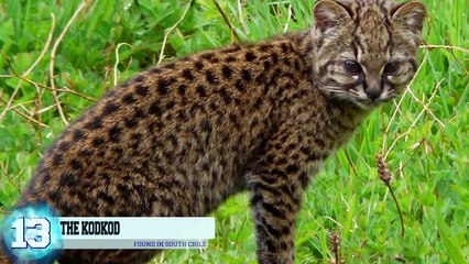 14 Wildcats You Didnt Know Exist