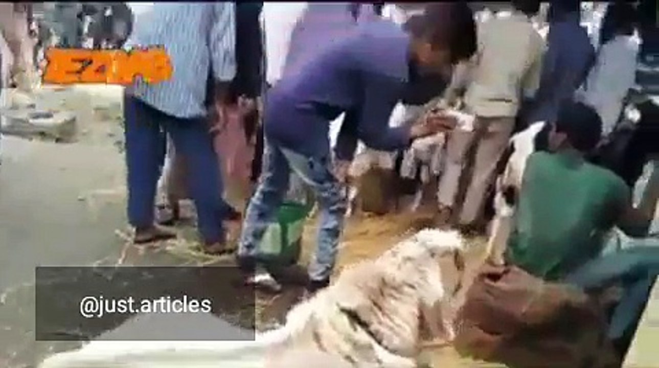 Amazing funny video