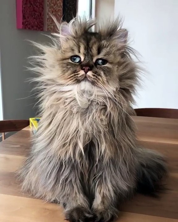 Barnaby le chat fait une drôle de tête.