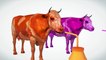 Learn Color & Learn Shapes Milk Box W Cow Cow Cartoon Nursery Rhymes For Children