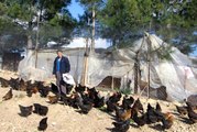 Son Maaşı ile 100 Tavuk Alıp Çiftlik Kurdu, Şimdi Talebe Yetişemiyor