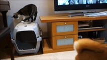 柴犬のクレート堀りが気になる猫 Cat and Shiba Inu