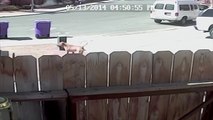 Cat Rescues Little Boy From Dog Attack - Cat saves boy
