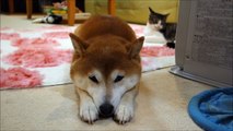 遠近柴猫 Cat and Shiba Inu