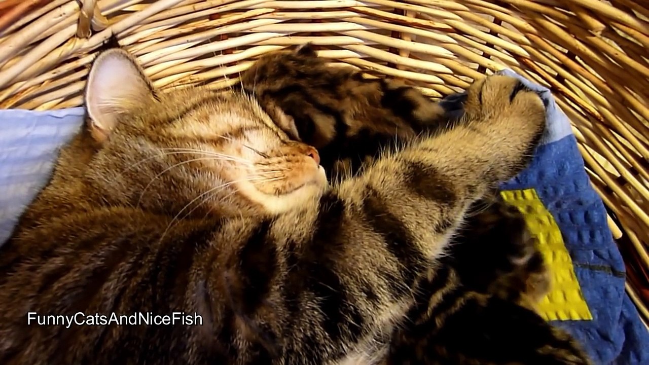 Mom Cat talking to her Cute Meowing Kittens | Generation "P"