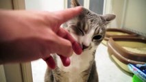 【モアクリ】 ゲートキーパー - Gatekeeper Cat -