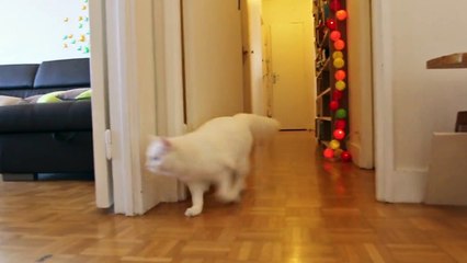 WOLVERINE CAT vs ZOBI LA MOUCHE - PAROLE DE CHAT