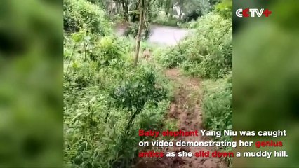 Un éléphant, ça glisse énormément