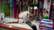 Stray cat is regular visitor to pet shop