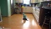 Cat Wearing A Shark Costume Cleans The Kitchen On A Roomba.  Shark Week. #SharkCat cleaning Kitchen!