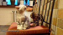 Top 25 Cute Kittens and Funny Cats Yawns