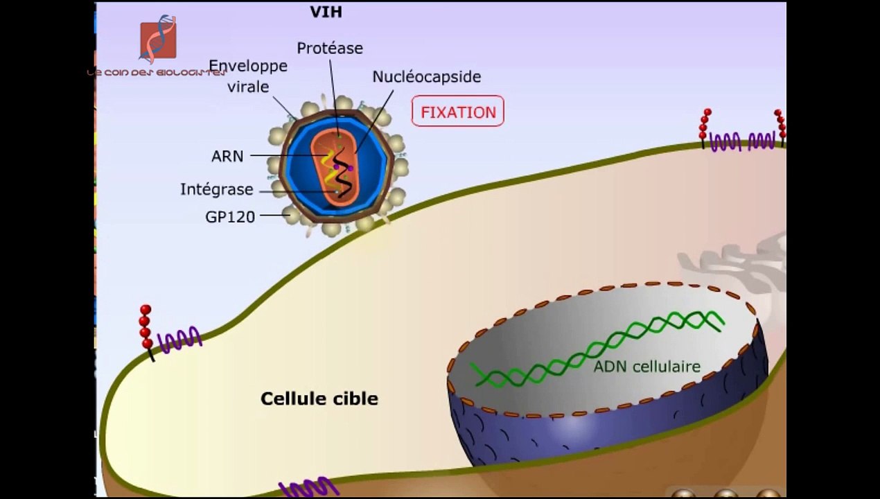 Le cycle du VIH