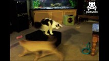 Cat chases dog chasing leash