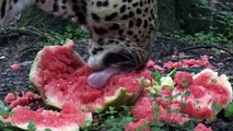 Big Cats Eat Watermelons!?