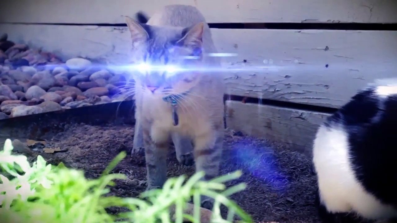 Lens Flare Cats