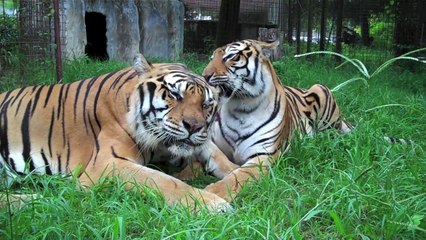 Big Cats + Mirrors = Funny!