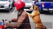 Video anjing lucu naik motor pake helm! - TomoNews