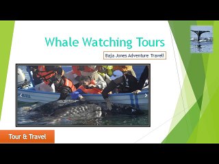 Best Whale Watching Camp in Baja, Mexico