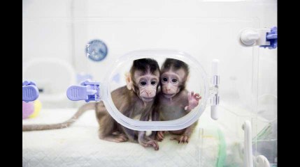 Premier clonage de primates avec la technique de Dolly