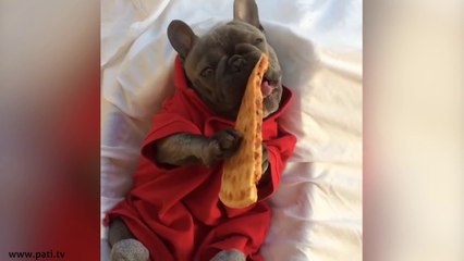 Pizza kokusunu alan köpek uyanıyor