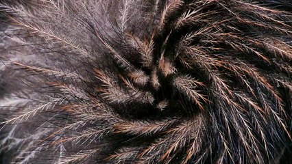 Loài chim này dùng mũi để tìm thức ăn và có bộ lông như thú