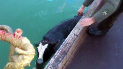 Erçek Gölü'ne giren danayı balıkçılar kurtardı - VAN