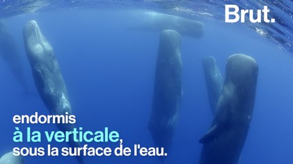Comment les animaux dorment ?